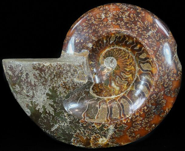 Wide Polished Ammonite Dish #49785